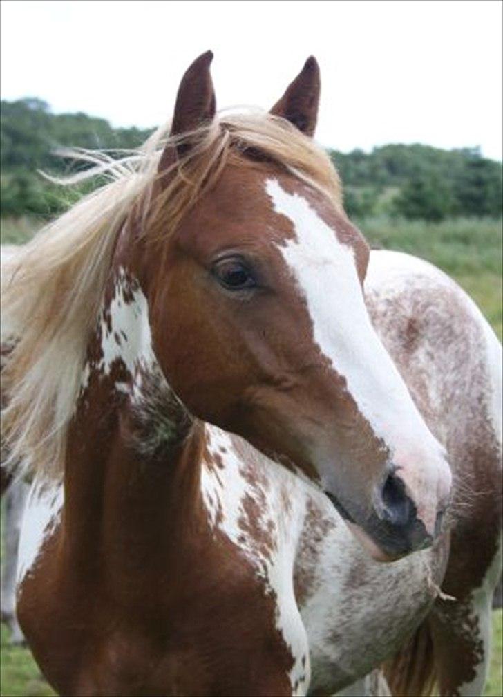 Anden særlig race Color Spay Højgård - som 1 år med lang man.. billede 7