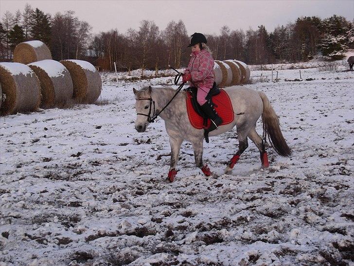 Anden særlig race Grey Star billede 8