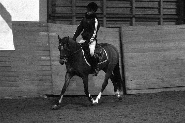 DSP Lundgårds Zira   billede 2