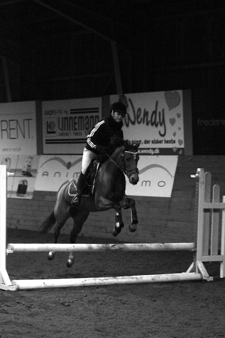 DSP Lundgårds Zira   billede 3