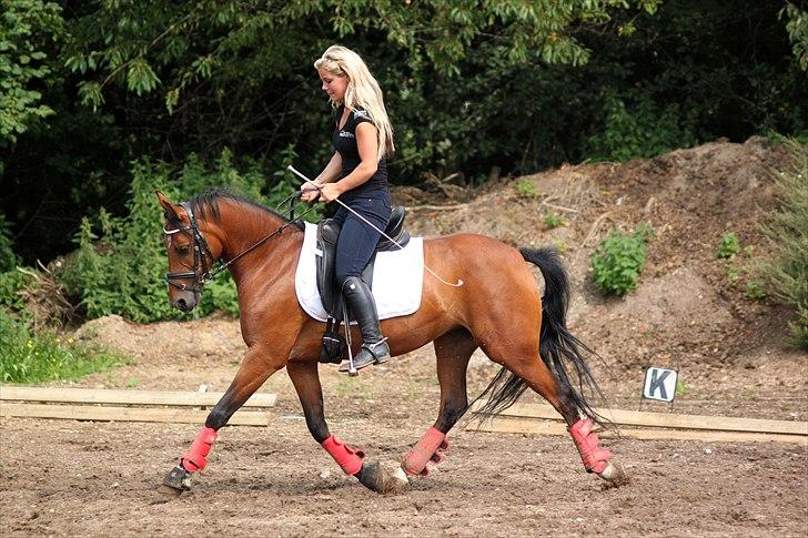 DSP Lundgårds Zira   billede 15