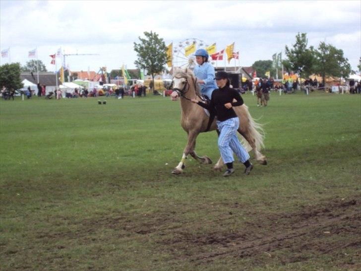 Welsh Pony af Cob-type (sec C) rytterbjergets imperial billede 3