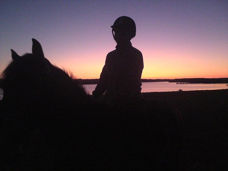 Anden særlig race Shirinja billede 10