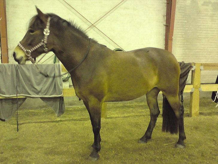 Anden særlig race Shirinja billede 11