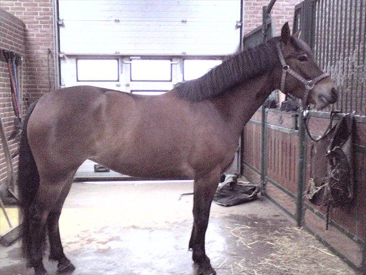 Anden særlig race Shirinja billede 12