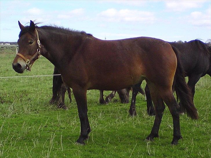 Anden særlig race Shirinja billede 13