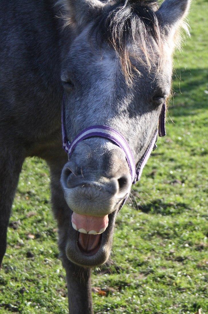 DSP Zulu RIP <3 - jeg er  trat af at være et farligt dyr nu billede 11