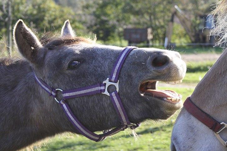 DSP Zulu RIP <3 - jeg ved godt det er dig der bestemer Frede XD billede 13