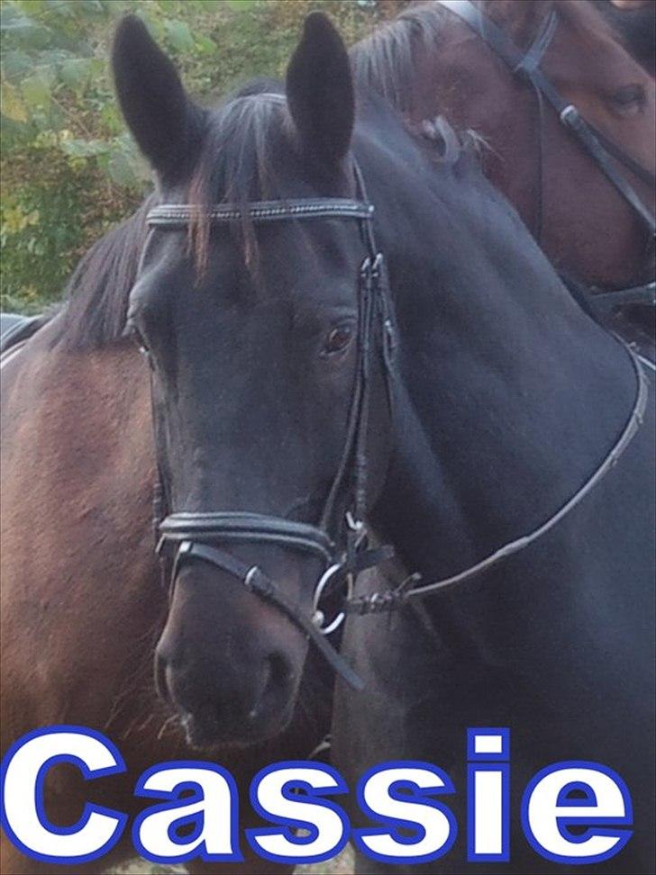 Oldenborg Casanova billede 9