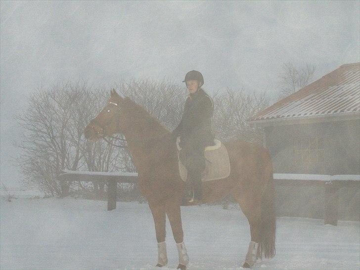 Anden særlig race Sakskærs Anastasia - Taget af Sofie billede 13