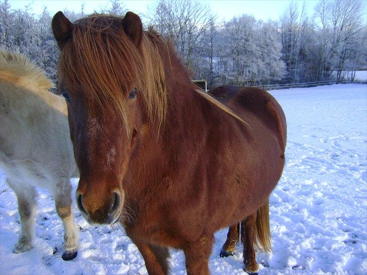 Islænder Hafdis fra Nørmark billede 15