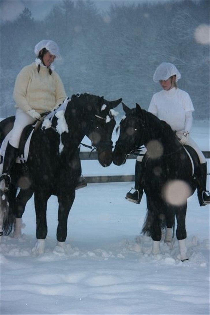 Welsh Cob (sec D) Tolstrups Kahjal - Kahjal og Lande hygger efter juleshowet. Billede: Anne Collatz billede 16