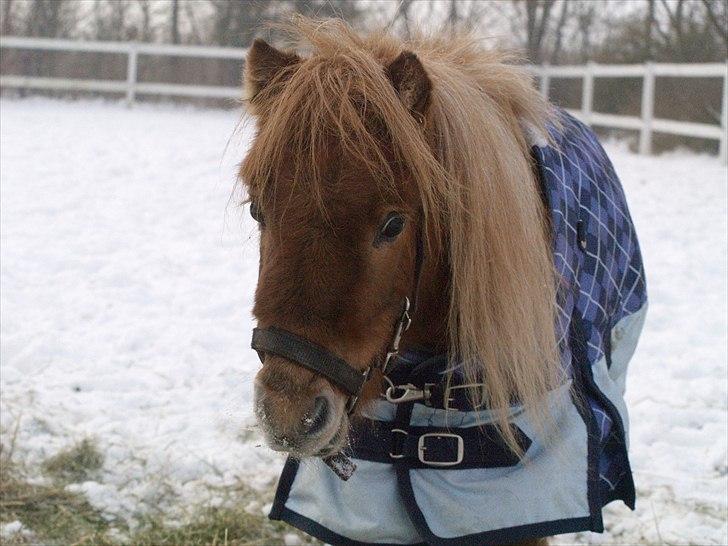 Miniature Birger billede 11