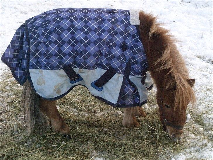 Miniature Birger billede 13