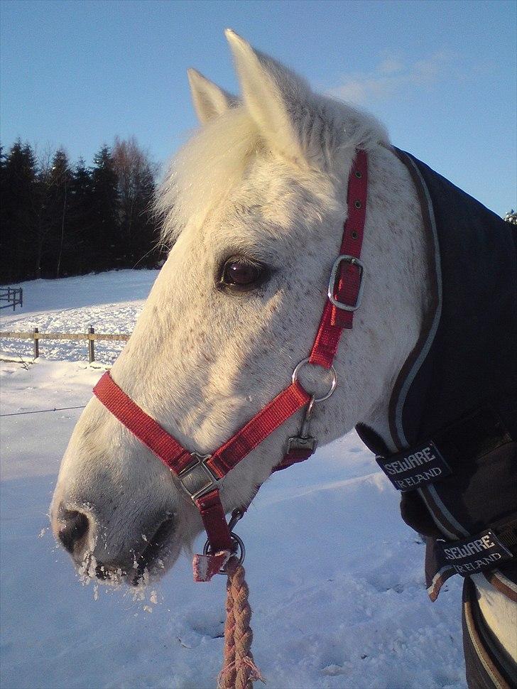 Anden særlig race Leonardo - 18. Putte med sne i skæget ;D billede 18