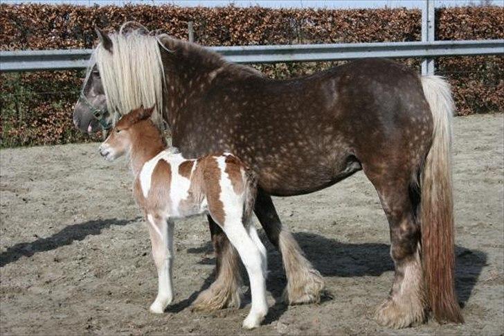 Irish Cob Welsh Warrior AVLSHINGST - Warriors mor med en lillesøster. billede 19