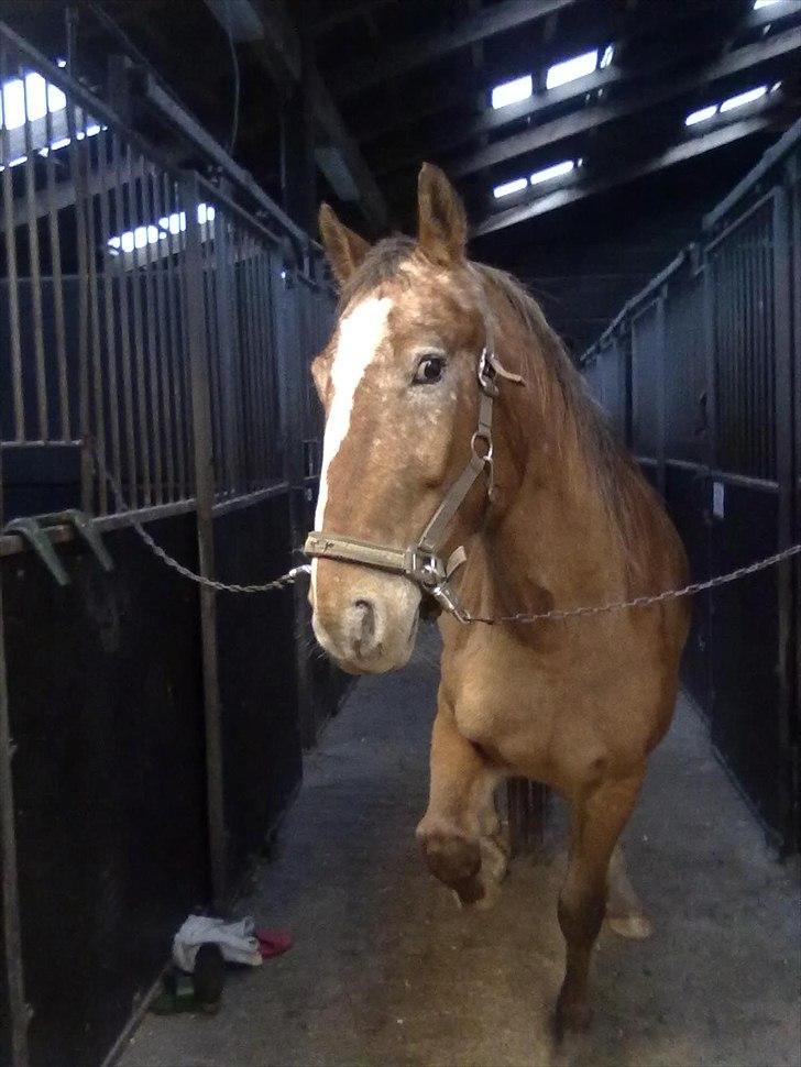 Anden særlig race Mr.X - Velkommen til Mr.X profil ;) billede 1