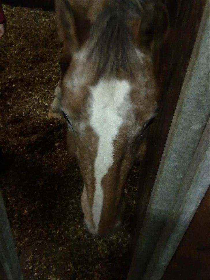 Anden særlig race Mr.X billede 2