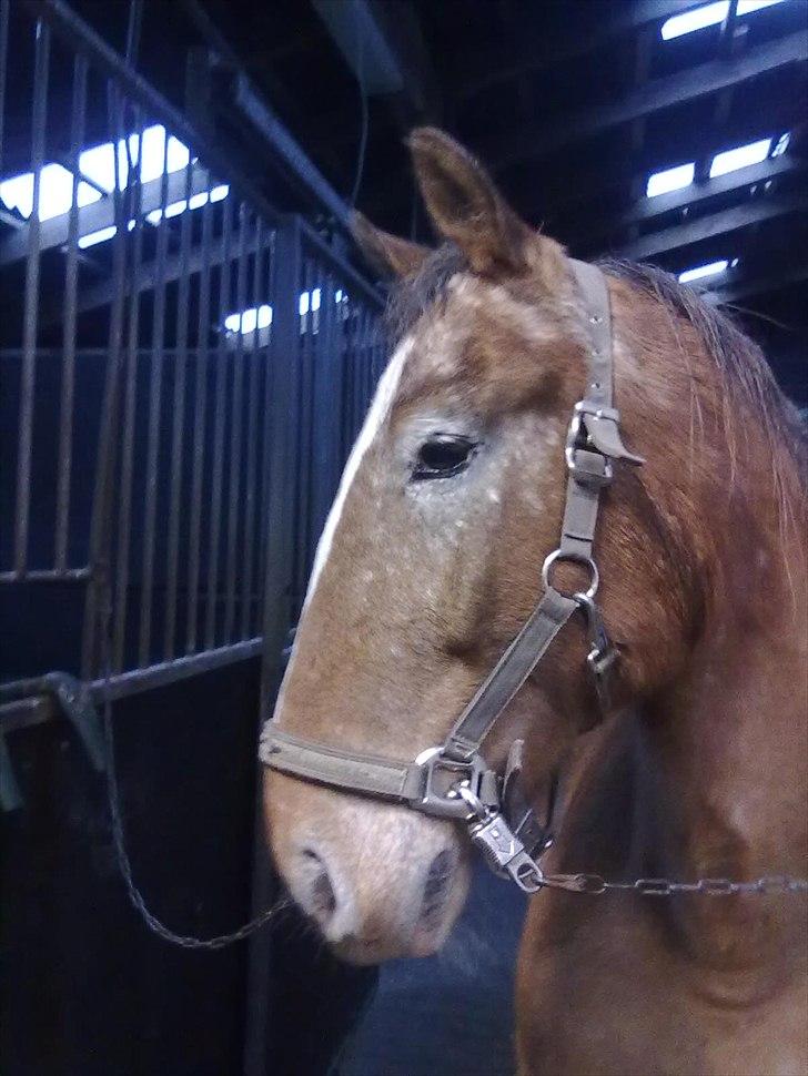 Anden særlig race Mr.X billede 3