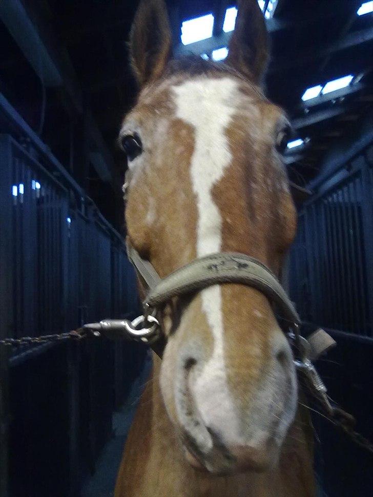 Anden særlig race Mr.X - basse billede 4