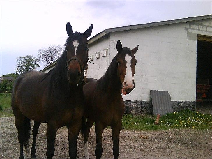 Dansk Varmblod Isabella - Haha:D billede 13