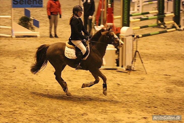 Anden særlig race AN-DRO - Andro og jeg til warm up 2010. billede 19