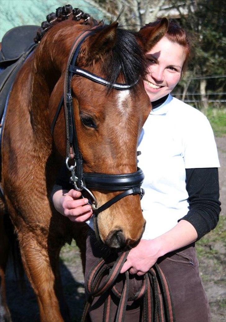 Dansk Varmblod Crazy Phantom - for evigt elsket <3 billede 1