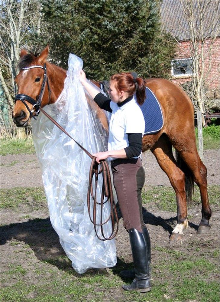 Dansk Varmblod Crazy Phantom - for evigt elsket <3 billede 2