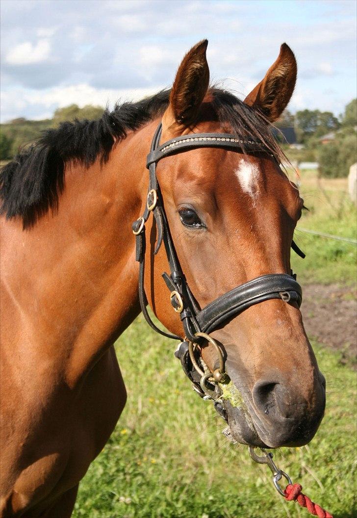 Dansk Varmblod Crazy Phantom - for evigt elsket <3 billede 3