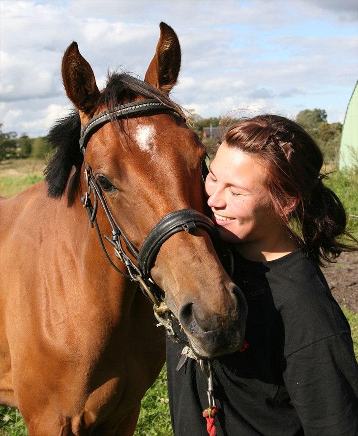 Dansk Varmblod Crazy Phantom - for evigt elsket <3 billede 4