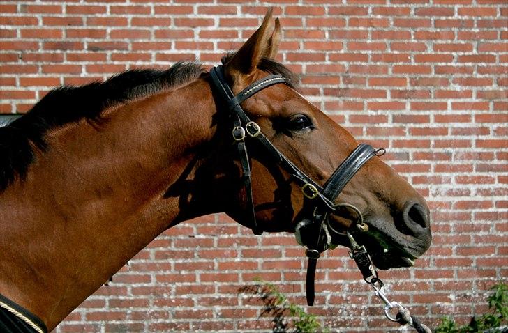 Dansk Varmblod Crazy Phantom - for evigt elsket <3 billede 5