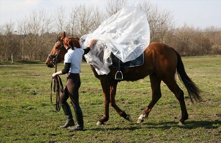 Dansk Varmblod Crazy Phantom - for evigt elsket <3 - plastik er ikke farlig, når bare man har sin støtte pædago med sig ;-)  billede 6