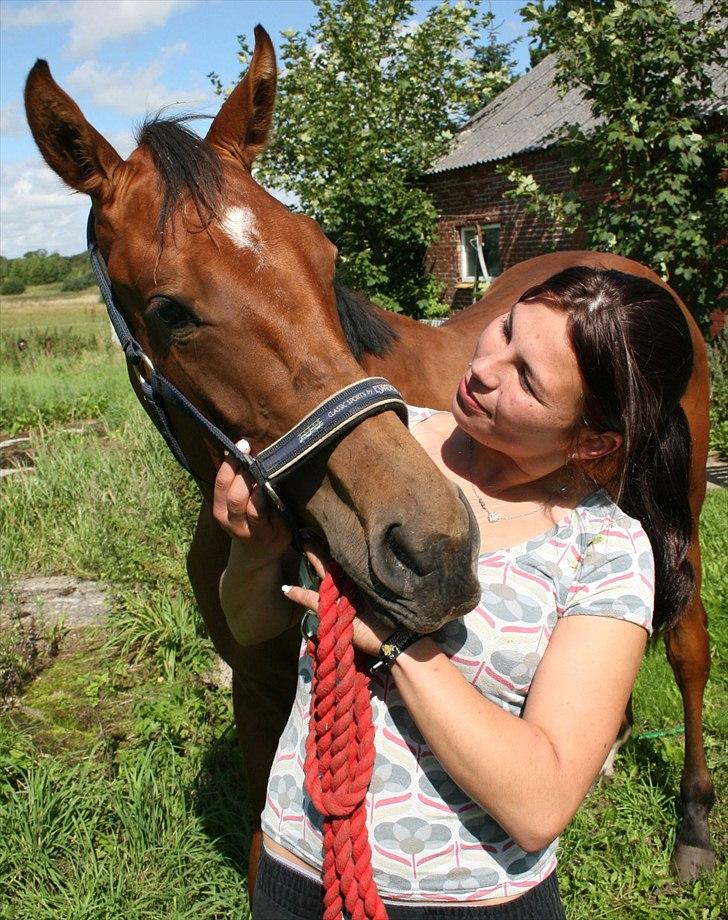 Dansk Varmblod Crazy Phantom - for evigt elsket <3 billede 7