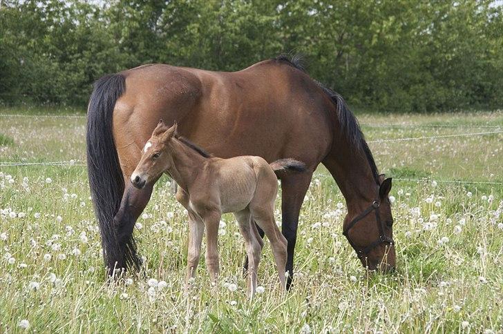 Dansk Varmblod Crazy Phantom - for evigt elsket <3 billede 8