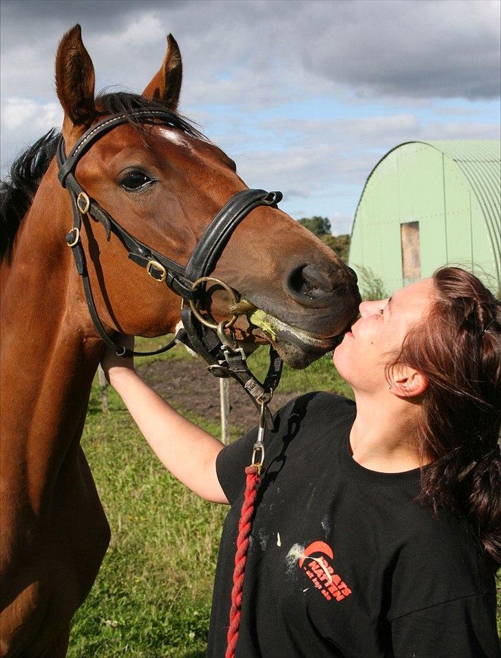 Dansk Varmblod Crazy Phantom - for evigt elsket <3 billede 9