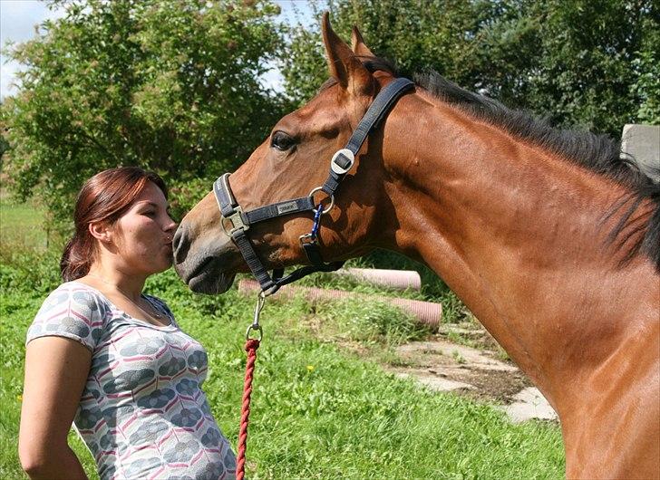 Dansk Varmblod Crazy Phantom - for evigt elsket <3 billede 10