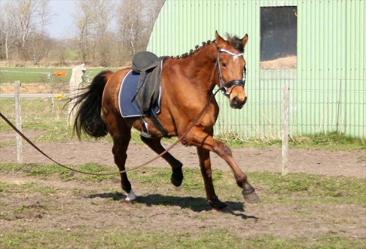 Dansk Varmblod Crazy Phantom - for evigt elsket <3 - uhhh, jeg er blever så dygtig til at blive longeret ;-D  billede 11