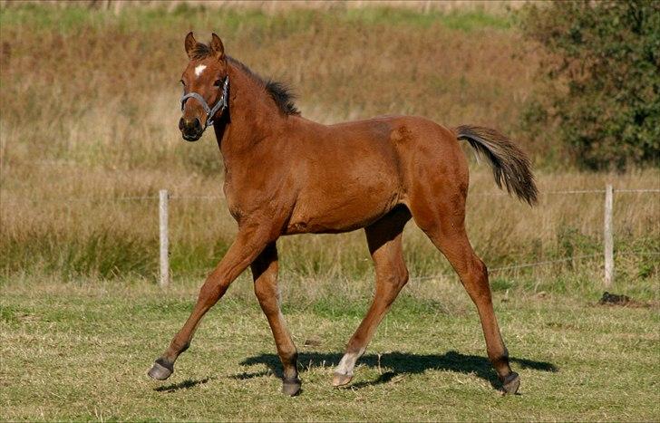 Dansk Varmblod Crazy Phantom - for evigt elsket <3 billede 12