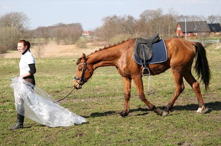 Dansk Varmblod Crazy Phantom - for evigt elsket <3 billede 14