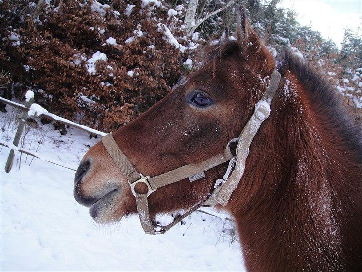 Anden særlig race Prins Kashmir • passer:-* - Kashmir i sneen! ;* billede 12