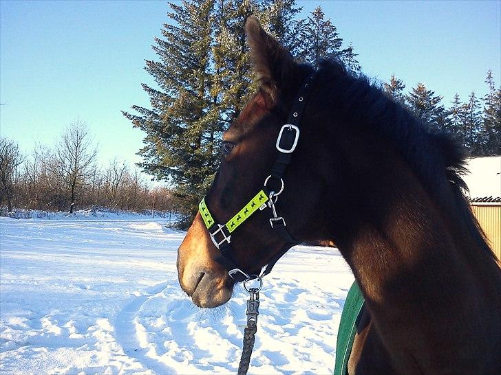 Anden særlig race Cassiopaia ¤Gammel Part¤ billede 11