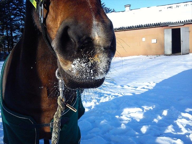 Anden særlig race Cassiopaia ¤Gammel Part¤ billede 12