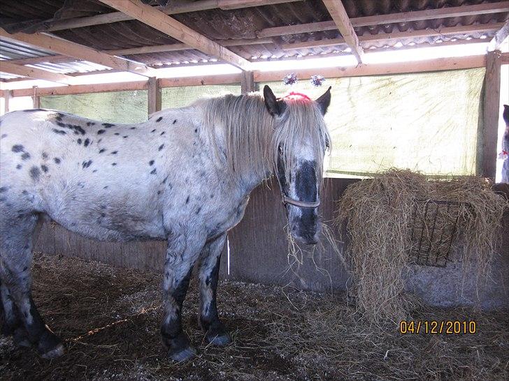 Noriker needles  - hvor er min glans billede hest :D  billede 12