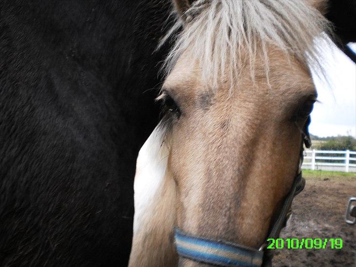 Anden særlig race Sofielunds Baloo                      (Søsters) billede 7