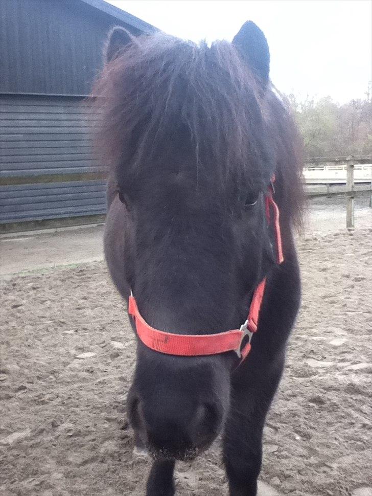 Islænder Örvar, min elskede! - Fordi, jeg elsker dig. billede 3