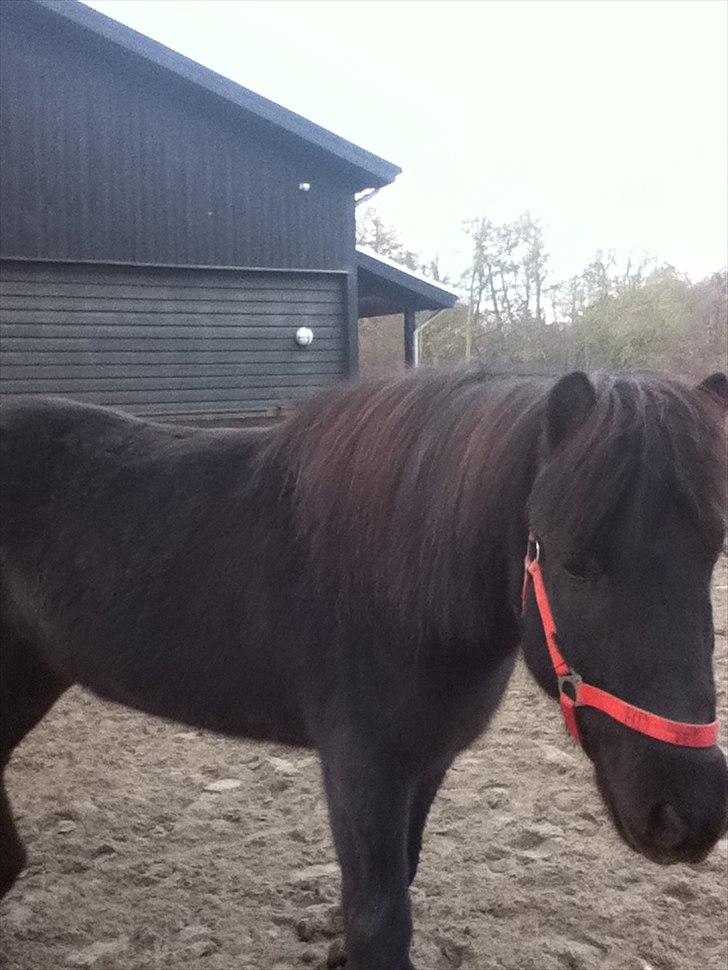 Islænder Örvar, min elskede! - Fordi, jeg elsker dig. billede 4