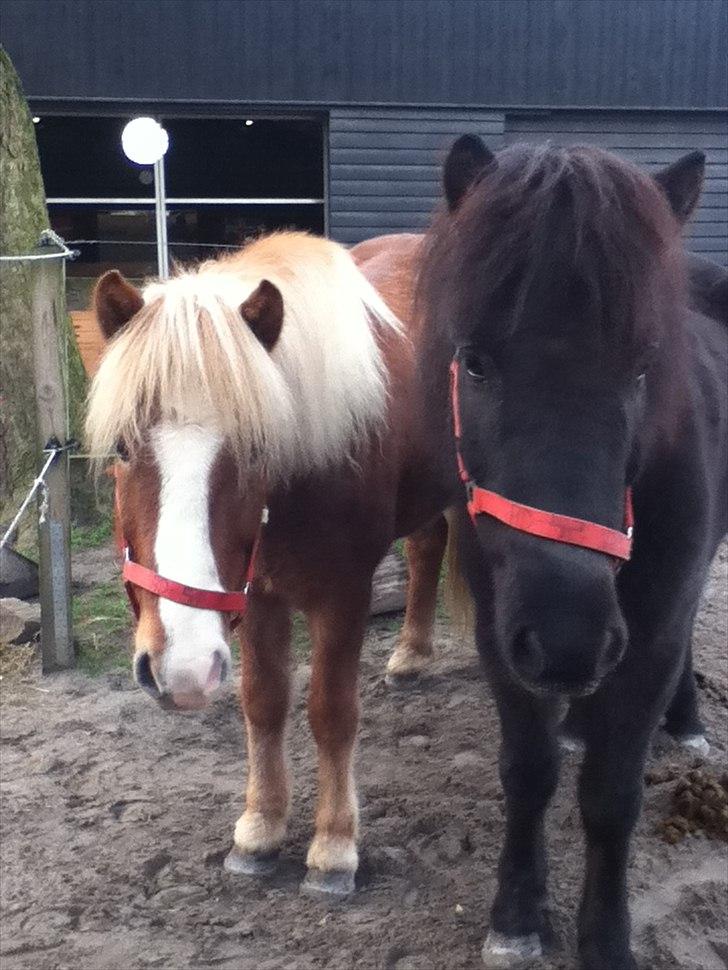 Islænder Örvar, min elskede! - Fordi, jeg elsker jer. billede 5