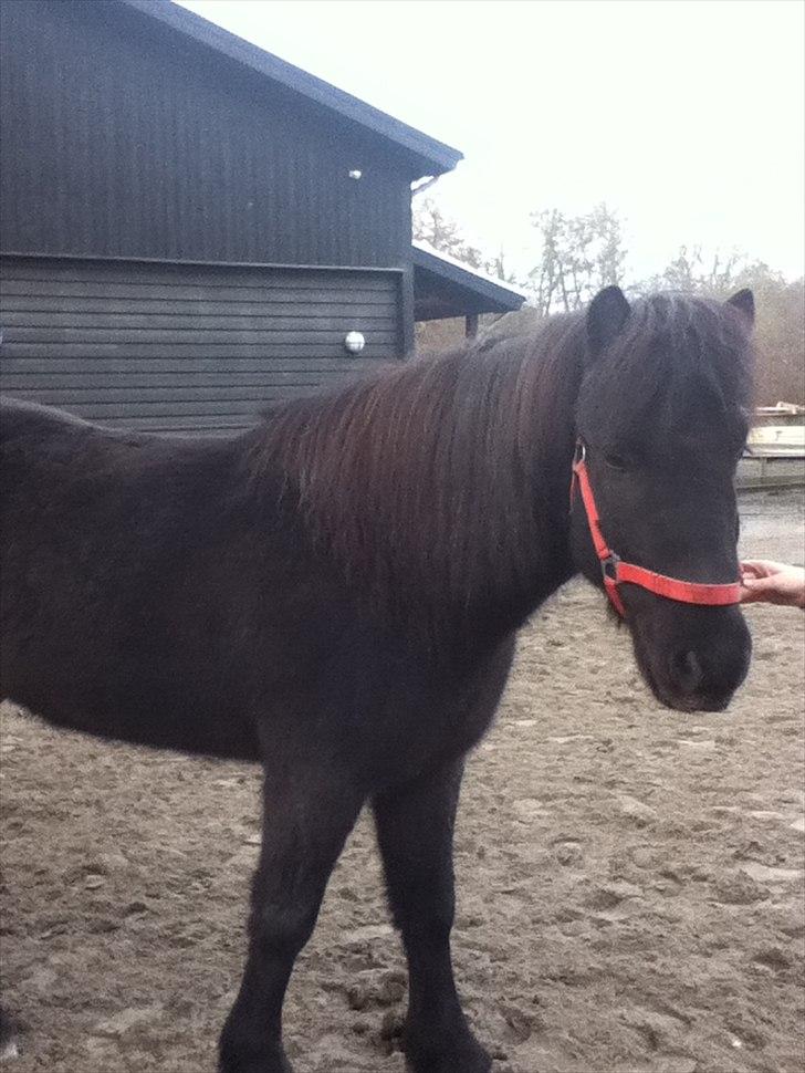 Islænder Örvar, min elskede! - Fordi, jeg elsker dig. billede 6
