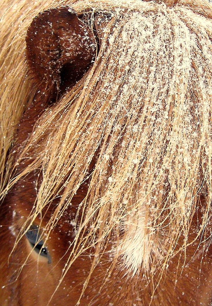 Islænder Sindri fra Teigar billede 10