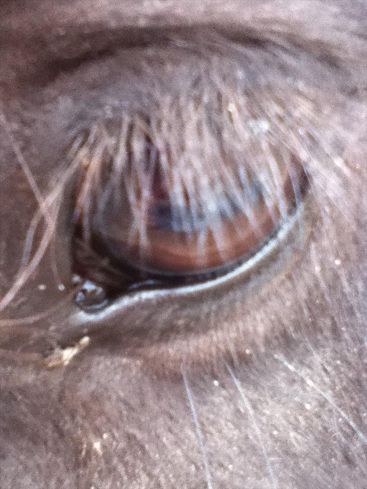 Islænder Örvar, min elskede! - I mine øjne er du perfekt! <3 billede 7